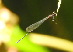 Prodasineura verticalis