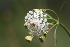 Trachymene composita