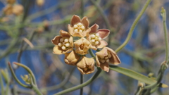 Funastrum hirtellum