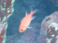 Myripristis jacobus