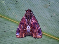 Ercheia