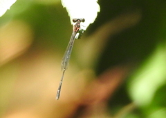 Prodasineura verticalis