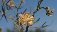 Funastrum hirtellum