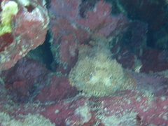Scorpaena plumieri