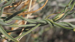 Funastrum hirtellum