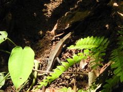 Eutropis multifasciata