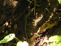 Eutropis multifasciata