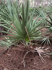 Serenoa repens