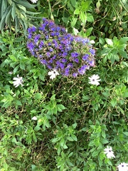 Echium candicans