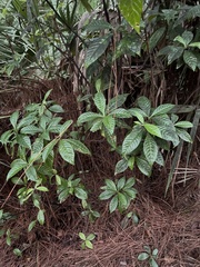Psychotria nervosa