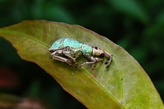 Entiminae