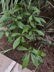Psychotria nervosa