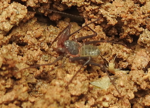 Charinidae