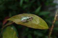 Entiminae