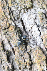 Calydon submetallicum