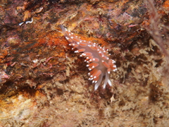 Coryphella
