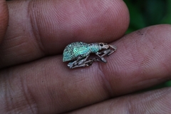 Entiminae
