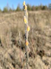 Salix cordata