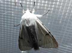 Acronicta leporina