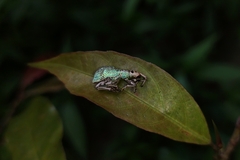 Entiminae