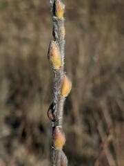 Salix cordata