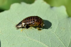 Chrysomela populi