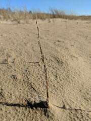 Triglochin palustris