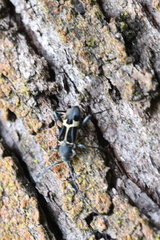 Calydon submetallicum