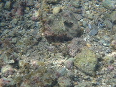 Coryphopterus dicrus