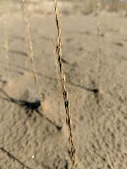 Triglochin palustris