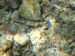 Coryphopterus dicrus