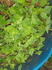 Parietaria floridana