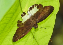 Tagiades ultra