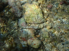 Coryphopterus dicrus