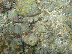 Coryphopterus dicrus