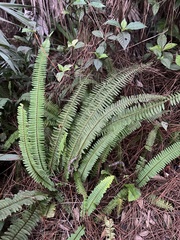 Nephrolepis exaltata