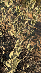 Eriodictyon crassifolium