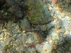 Coryphopterus dicrus