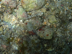 Coryphopterus dicrus