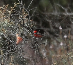 Epthianura tricolor