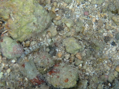 Coryphopterus dicrus