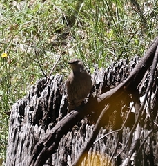 Climacteris picumnus