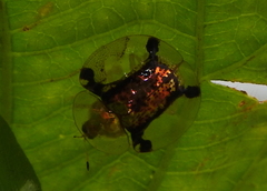 Aspidimorpha
