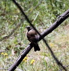 Climacteris picumnus