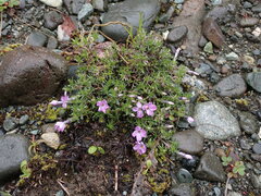 Phlox diffusa