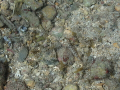 Coryphopterus dicrus