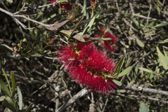 Melaleuca phoenicea