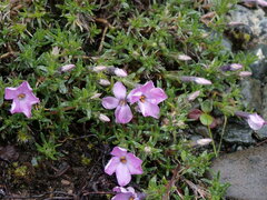 Phlox diffusa