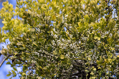 Phoradendron leucarpum