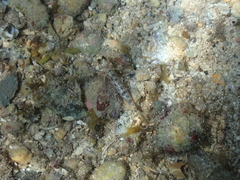 Coryphopterus dicrus